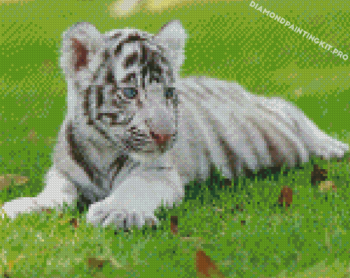 Cute White Baby Tiger Diamond Paintings