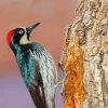 Female Acorn Woodpecker Diamond Paintings