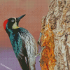 Female Acorn Woodpecker Diamond Paintings