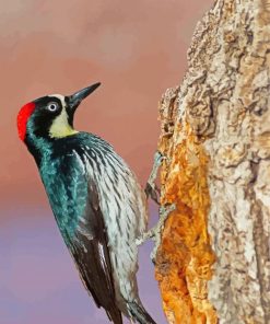 Female Acorn Woodpecker Diamond Paintings