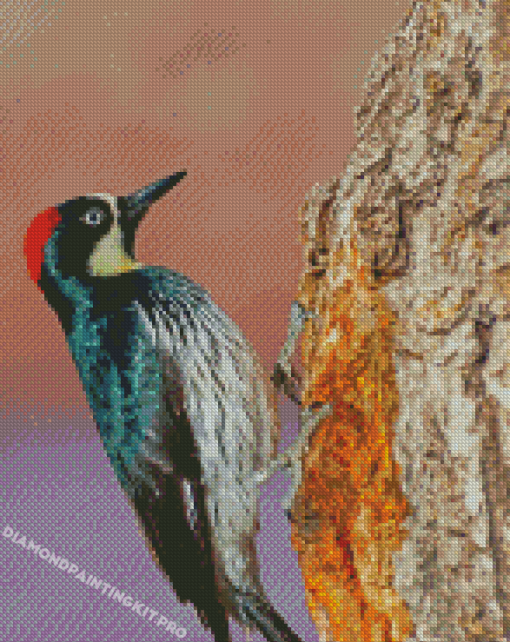 Female Acorn Woodpecker Diamond Paintings