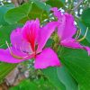 Pink Bauhinia Variegata Diamond Paintings