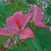 Pink Bauhinia Variegata Diamond Paintings