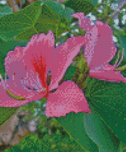 Pink Bauhinia Variegata Diamond Paintings