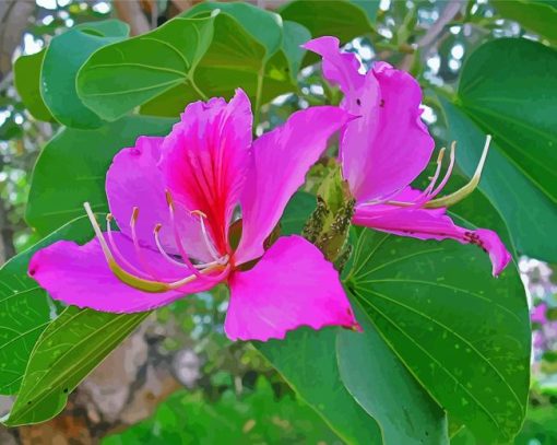 Pink Bauhinia Variegata Diamond Paintings