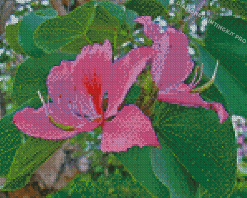 Pink Bauhinia Variegata Diamond Paintings