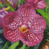 Pink Vanda Diamond Painting