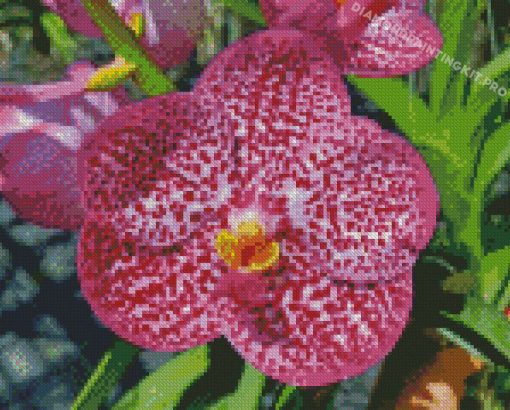 Pink Vanda Diamond Painting