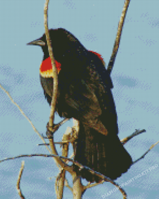 Red Winged Blackbird On Stick Diamond Painting