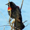 Red Winged Blackbird On Stick Diamond Painting