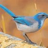 Scrub Jays On Stick Diamond Paintings