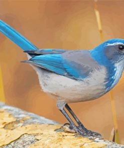 Scrub Jays On Stick Diamond Paintings