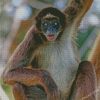 Spider Monkey Venezuela South America Diamond Painting