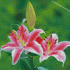 Stargazer Lily Diamond Painting