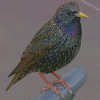 Starling Bird Diamond Painting