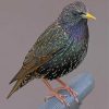 Starling Bird Diamond Painting