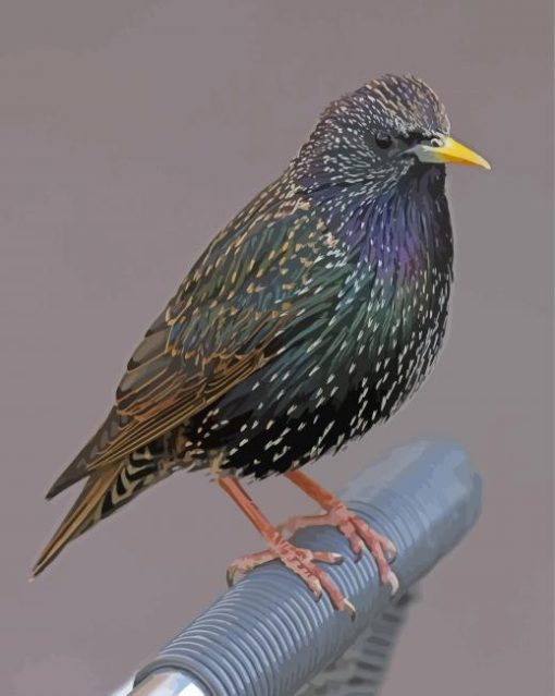 Starling Bird Diamond Painting