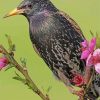 Starling On A Branch Diamond Painting