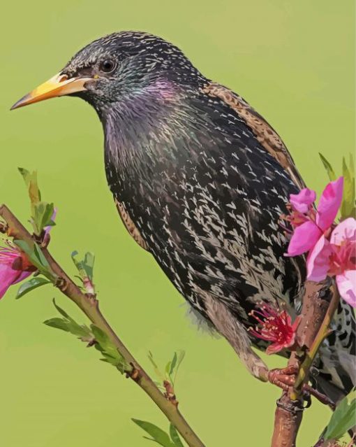 Starling On A Branch Diamond Painting