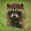 Aesthetic Baby Raccoon Diamond Paintings