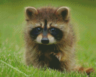 Aesthetic Baby Raccoon Diamond Paintings