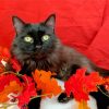Aesthetic Black Cats With Red Flower Diamond Paintings