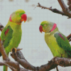 Alexandrine Parakeet Birds Diamond Paintings