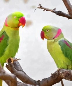 Alexandrine Parakeet Birds Diamond Paintings