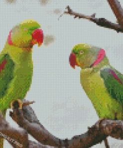 Alexandrine Parakeet Birds Diamond Paintings