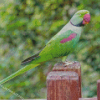 Alexandrine Parakeet Bird Diamond Paintings