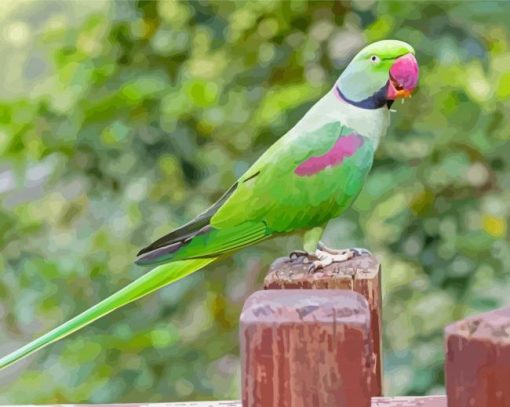 Alexandrine Parakeet Bird Diamond Paintings