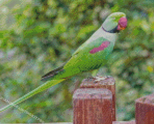 Alexandrine Parakeet Bird Diamond Paintings