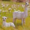 Baby llamas Diamond Paintings