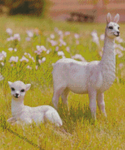 Baby llamas Diamond Paintings