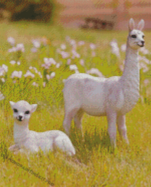 Baby llamas Diamond Paintings