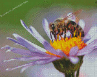 Bee On Purple Flower Diamond Paintings