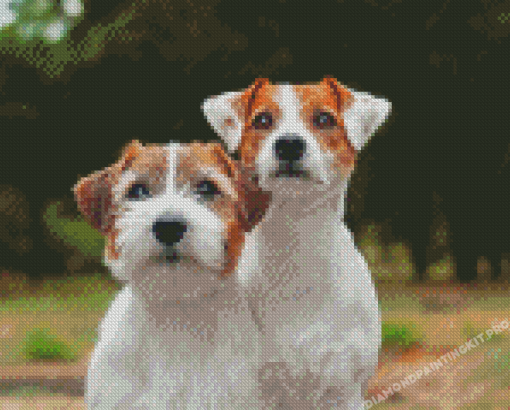 Bichon Jack Russell Dogs Diamond Paintings