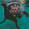 Black Dog Swimming Diamond Paintings