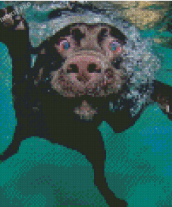 Black Dog Swimming Diamond Paintings
