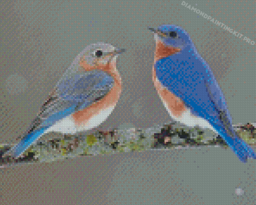 Bluebirds Diamond Paintings