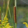 Cattail Plant Diamond Paintings