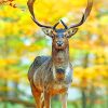 Deer In Autumn Forest Diamond Paintings