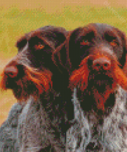 Drahthaar Dogs Diamond Paintings