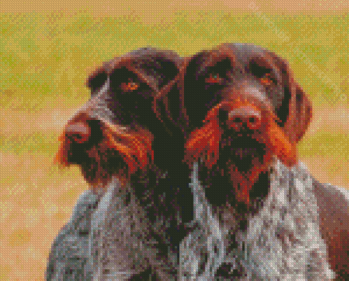 Drahthaar Dogs Diamond Paintings