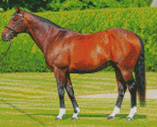 Frankel Horse Diamond Paintings