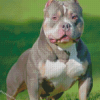 Grey American Bully Diamond Paintings