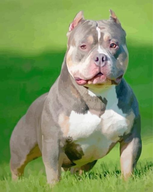 Grey American Bully Diamond Paintings