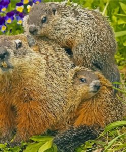 Groundhogs Diamond Paintings