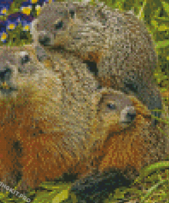 Groundhogs Diamond Paintings