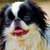 Japanese Chin Dog Diamond Paintings